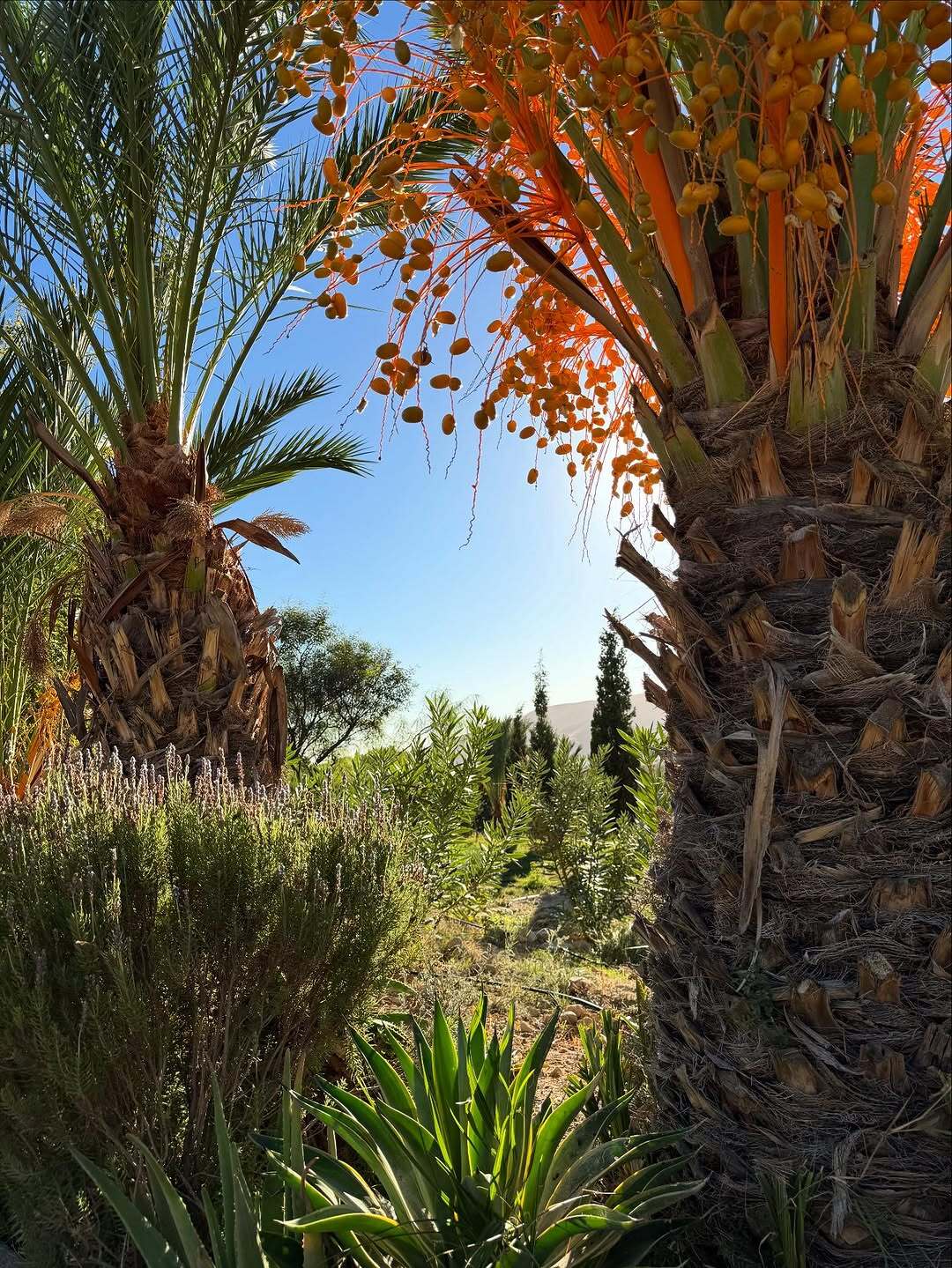 mini_magick20251206-44460-ur64tz